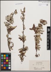 Foto von Salix coulteri Andersson